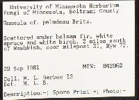 Russula paludosa image