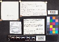 Russula paludosa image