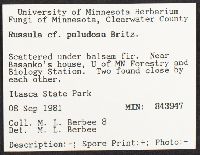 Russula paludosa image