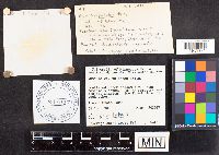 Russula paludosa image