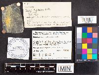 Russula paludosa image