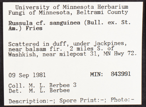 Russula sanguinaria image