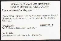 Russula seperina image