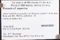 Russula seperina image