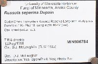 Russula seperina image