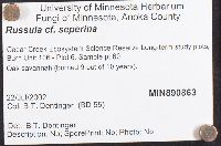 Russula seperina image