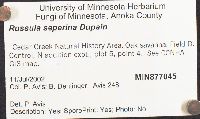 Russula seperina image