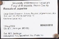 Russula seperina image