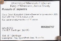 Russula seperina image