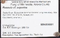 Russula seperina image