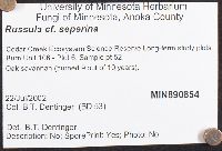 Russula seperina image