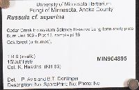 Russula seperina image