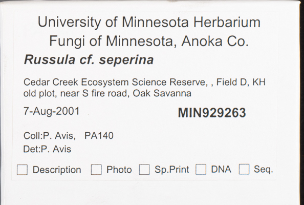Russula seperina image