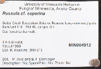 Russula seperina image