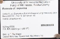 Russula seperina image