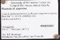 Russula seperina image