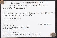 Russula seperina image