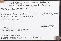 Russula seperina image