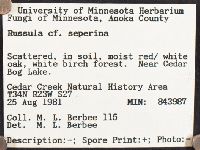 Russula seperina image