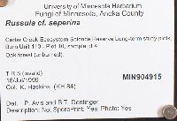 Russula seperina image