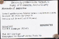 Russula seperina image