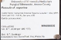 Russula seperina image
