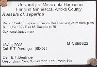 Russula seperina image