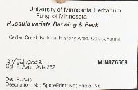 Russula variata image