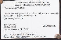Russula silvicola image