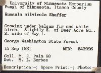 Russula silvicola image