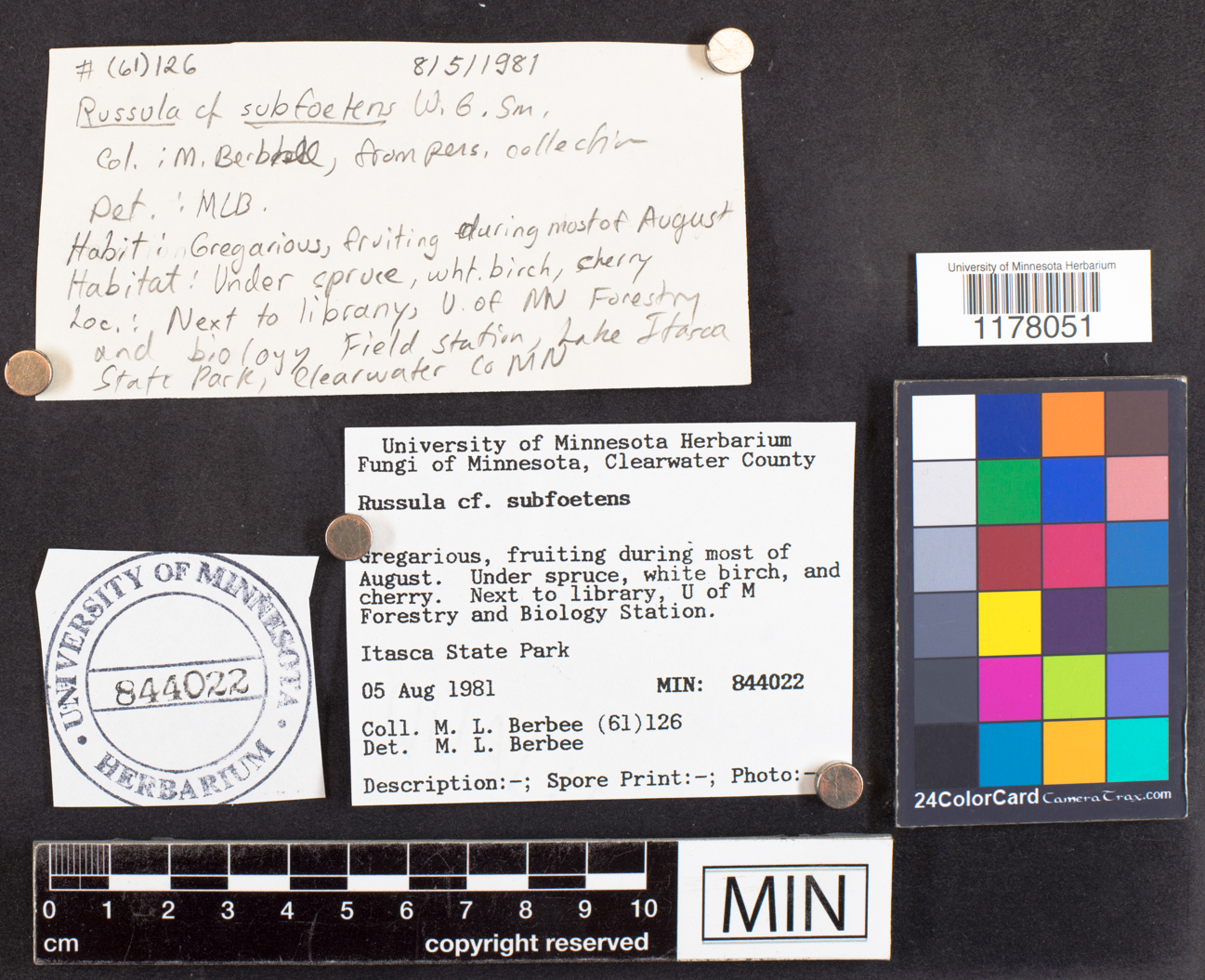 Russula subfoetens image