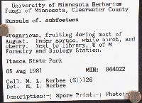 Russula subfoetens image