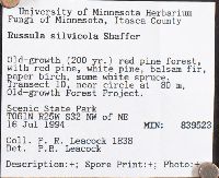 Russula silvicola image