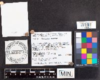 Russula silvicola image
