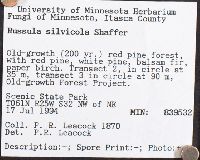 Russula silvicola image