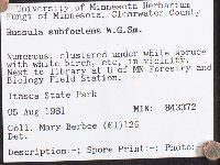 Russula subfoetens image
