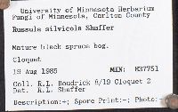 Russula silvicola image