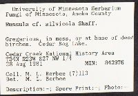 Russula silvicola image