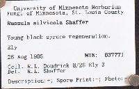 Russula silvicola image