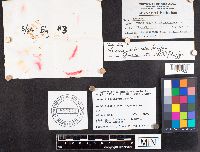 Thumbnail image of current specimen