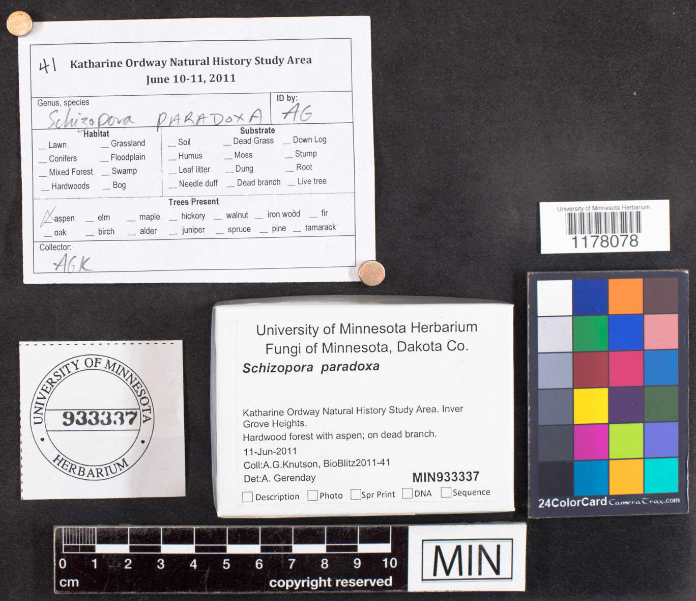 Schizopora paradoxa image
