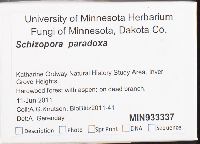 Schizopora paradoxa image