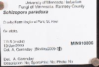 Schizopora paradoxa image