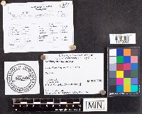 Schizopora paradoxa image