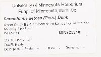 Sarcodontia setosa image