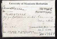 Tomentella sublilacina image