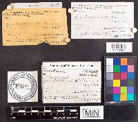 Tomentella sublilacina image