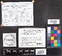 Schizophyllum commune image
