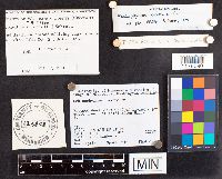 Schizophyllum commune image
