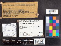 Schizophyllum commune image